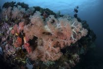 Мягкие кораллы, растущие на глубоком рифе — стоковое фото
