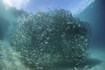 School of scads swarming above seabed — Stock Photo