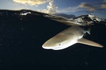 Tiburón de punta negra bajo el agua - foto de stock