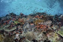 Цветные рыбы, плавающие над кораллами — стоковое фото