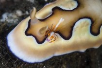 Emperor shrimp on nudibranch — Stock Photo