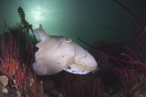Cuttlefish Broadclub nadando sobre recifes — Fotografia de Stock