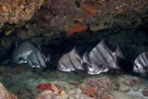 School of Atlantic spadefish in coral reef — Stock Photo