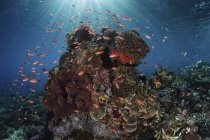 Bunte Fische schwimmen über Korallen — Stockfoto