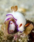 Hypselodoris nudibranches gros plan — Photo de stock