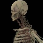 Rendering 3D del cranio umano con sistema linfatico su sfondo nero — Foto stock