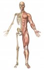 Медична ілюстрація скелета людини та м'язової системи — стокове фото
