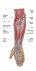Анатомія м'язів передпліччя людини з етикетками — стокове фото