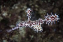 Ghost pipefish hovering above reef — Stock Photo