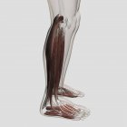 Anatomia muscular masculina das pernas humanas — Fotografia de Stock