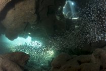 Fish inside Dolphin Den cavern — Stock Photo