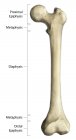 Анатомія стегнової кістки з анотаціями — стокове фото