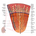 Анатомія функції нирки людини з етикетками — стокове фото