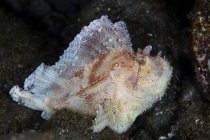 Folha escorpionfish close-up tiro — Fotografia de Stock