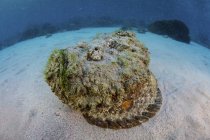 Stonfish laying on sandy seafloor — стоковое фото