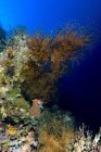Барвисті коралових рифів, нова Ірландія — стокове фото
