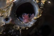 Crevettes assis dans l'éponge tube — Photo de stock