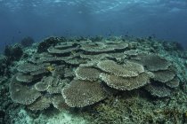 Coralli sani che costruiscono barriere coralline sulla barriera corallina — Foto stock