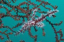 Ornate harlequin ghost pipefish in front of gorgonian sea fan, Raja Ampat, West Papua, Indonesia — Stock Photo