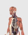 Верхняя часть тела человека с мышечными частями, осевым скелетом и венами — стоковое фото