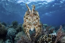 Ширококлювая каракатица висит над коралловым рифом — стоковое фото