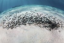 School of juvenile striped eel catfish — Stock Photo