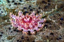 Stella marina giovane coronata di spine — Foto stock