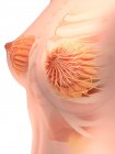 Медична ілюстрація жіночої анатомії молочної залози — стокове фото