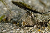 Fingered dragonet on seabed — Stock Photo