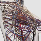Illustrazione medica di arterie mammarie femminili, vene e sistema linfatico — Foto stock