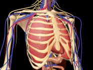 Jaula costilla humana con pulmones y sistema nervioso - foto de stock