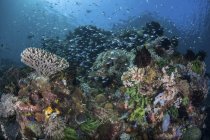 Барвистий кораловий риф покритий рибою — стокове фото