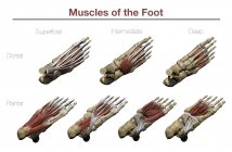Pies con músculos plantares superiores e inferiores y estructuras óseas con anotaciones - foto de stock