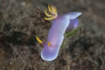 Hypselodoris bullockii nudibranche — Photo de stock