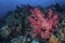 Colonias de coral blando creciendo en los arrecifes - foto de stock