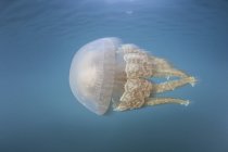 Golden jellyfish near water surface — Stock Photo