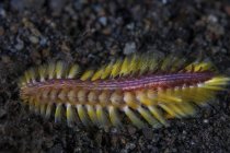 Fireworm escurecido rastejando na areia preta — Fotografia de Stock