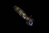 Lulas de recife bigfin pairando no escuro — Fotografia de Stock