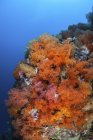 Разноцветные оранжевые кораллы на рифе — стоковое фото