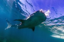 Tiburón ballena cerca de la superficie - foto de stock