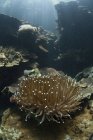 Colonia corallina eliofungia sulla barriera corallina — Foto stock
