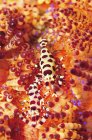 Crevettes coleman sur oursin feu — Photo de stock