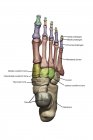 Fuß mit dorsalen Knochenstrukturen mit Anmerkungen — Stockfoto