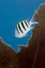 Sergeant major damselfish near sea fan — Stock Photo