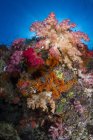 Coralli morbidi in Raja Ampat — Foto stock