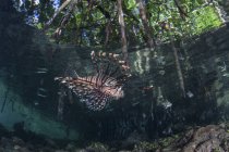 Pesce leone che nuota nella mangrovia — Foto stock