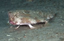 Polka-dot batfish standing on leg-like fins — Stock Photo