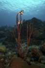 Banded Butterflyfish pairando sobre esponjas marinhas — Fotografia de Stock