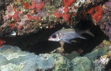Pez ardilla de aleta negra bajo repisa de arrecife - foto de stock