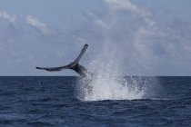 Gobba balena coda massiccia sopra l'acqua — Foto stock